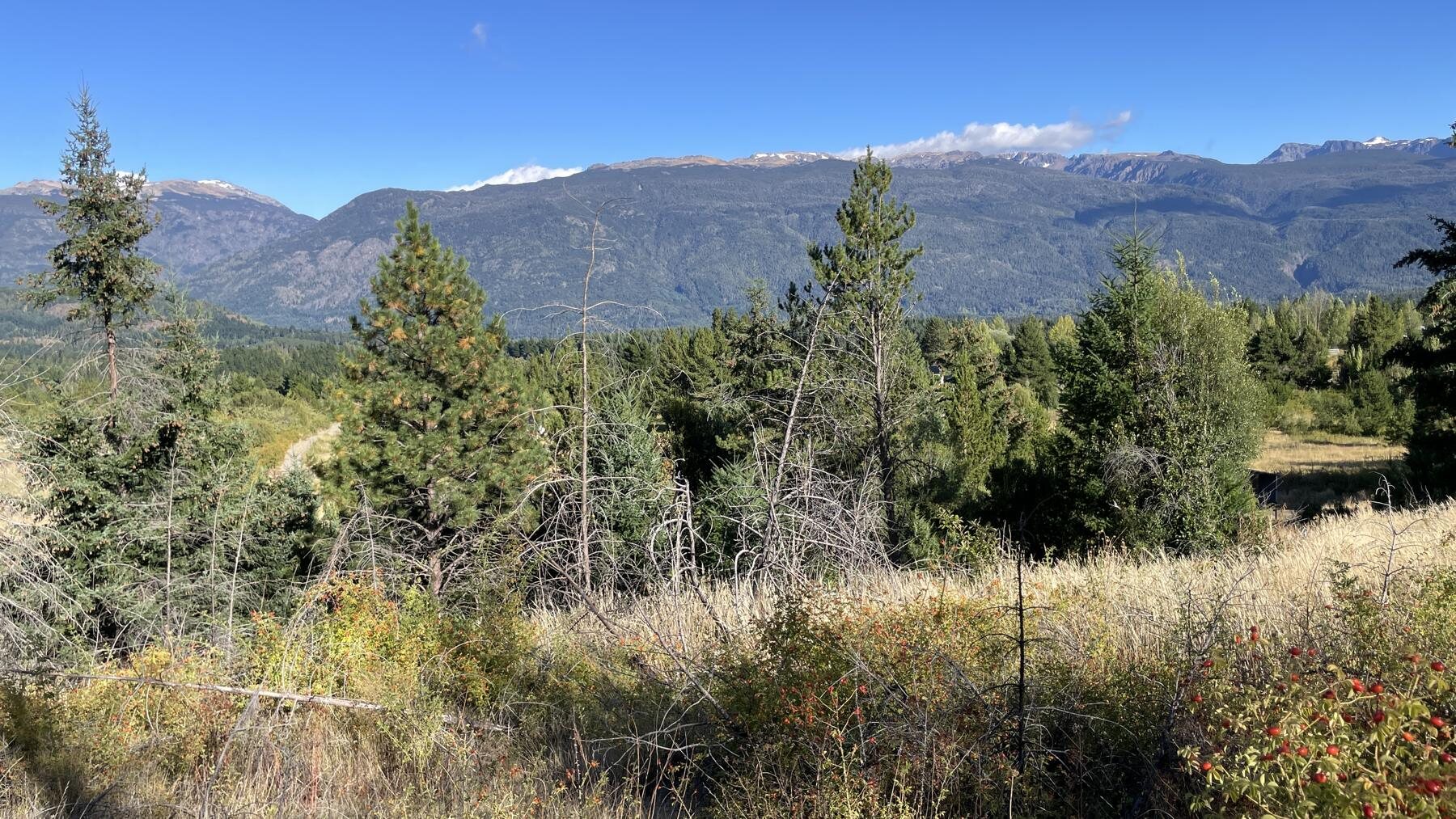 Bosque y pastizal del entorno con vista a las montañas